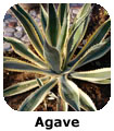 Agave